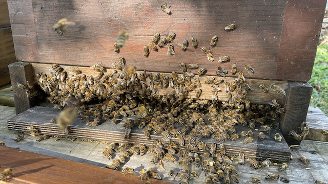 Flugloch mit Bienen