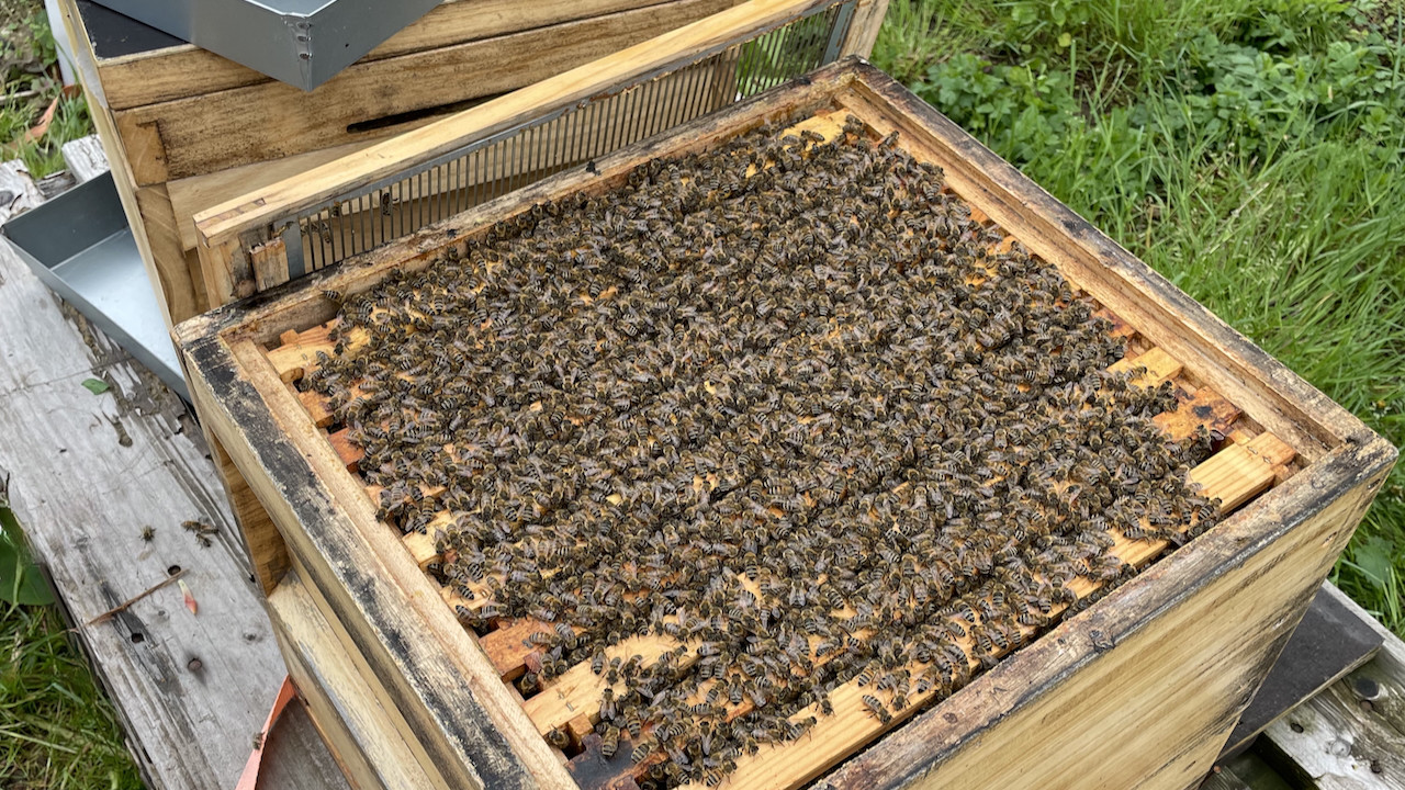 Zarge voller Bienen