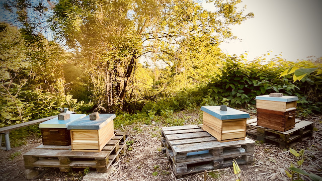 Bienenstand im ersten Jahr