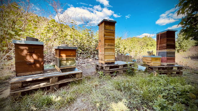 Bienenstand im zweiten Jahr